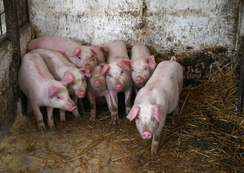 Oglasili se iz Ministarstva poljoprivrede: Nema novoprijavljenih slučajeva afričke svinjske kuge