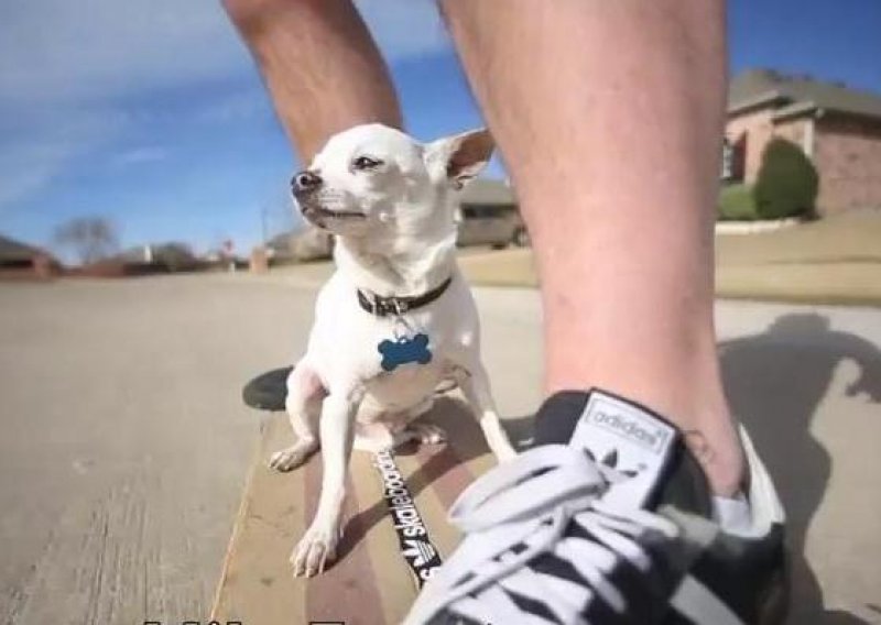 Ova čivava stvarno voli vožnje skateboardom