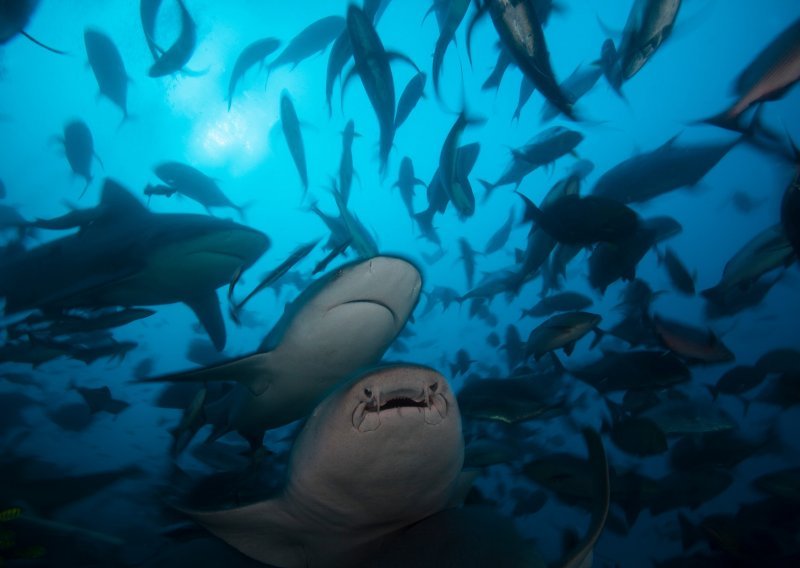 Kako je kokain završio u morskim psima? Evo zašto je to opasno