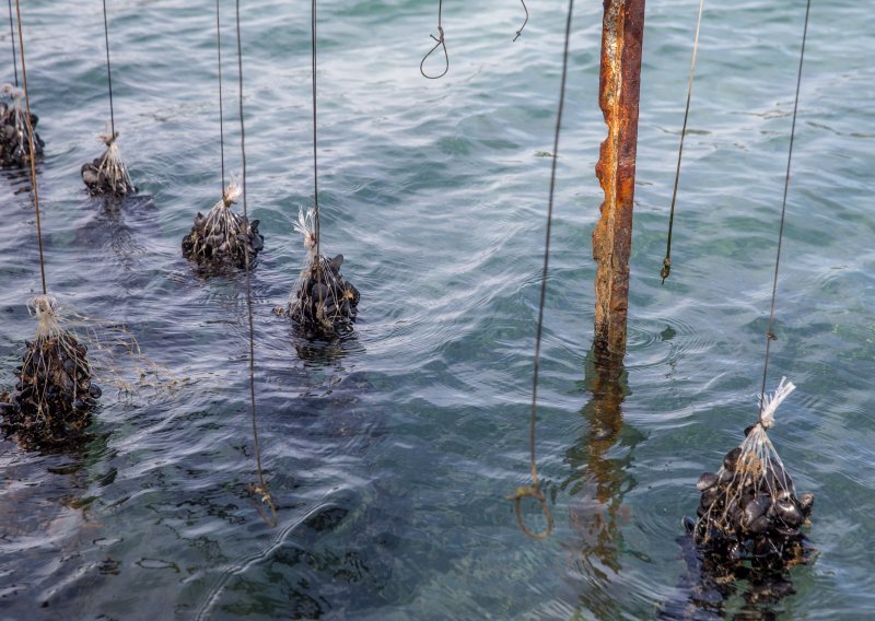 Veliki pomor dagnji u Malostonskom zaljevu: 'Nikad nisam ni čuo za to'