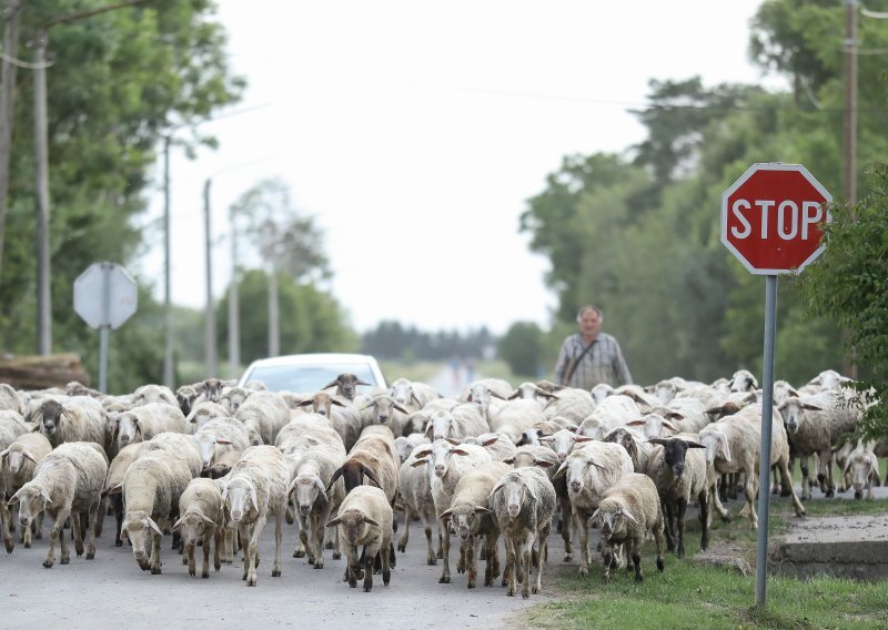 PPR kuga napravila je enormne štete stočarima. Što ako dođe u Hrvatsku?