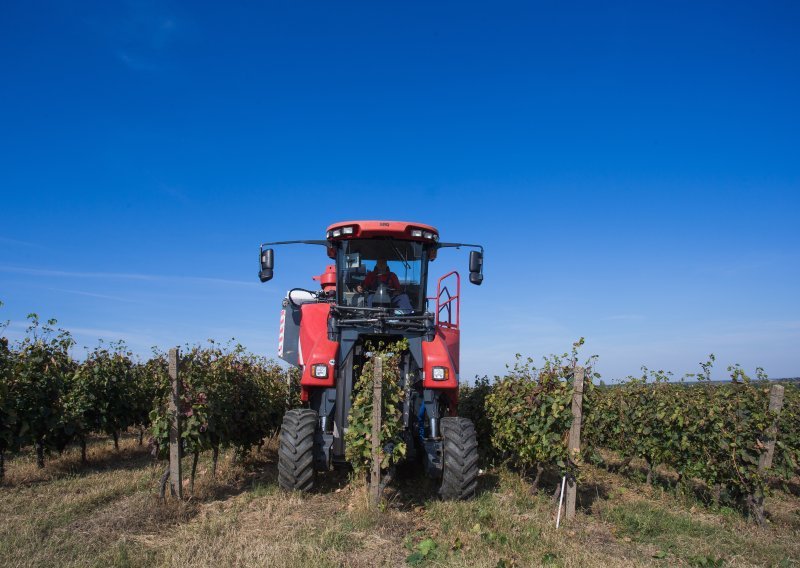 Nikad ranije berači ušli u vinograde: Bit će 30 posto manje vina, ali...