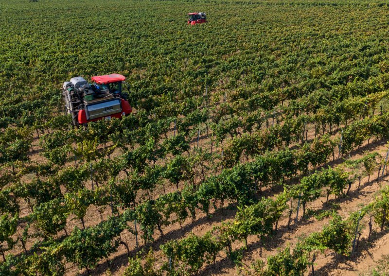 Agrolaguna, Belje i Vupik rekordno rano obrali grožđe: Sve je dozrelo još u kolovozu