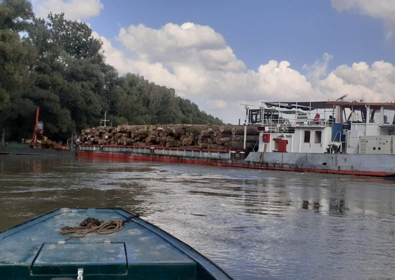 Doznali smo otkud gomila trupaca uz obalu Dunava, Hrvatske šume: Žurno ih uklanjamo!