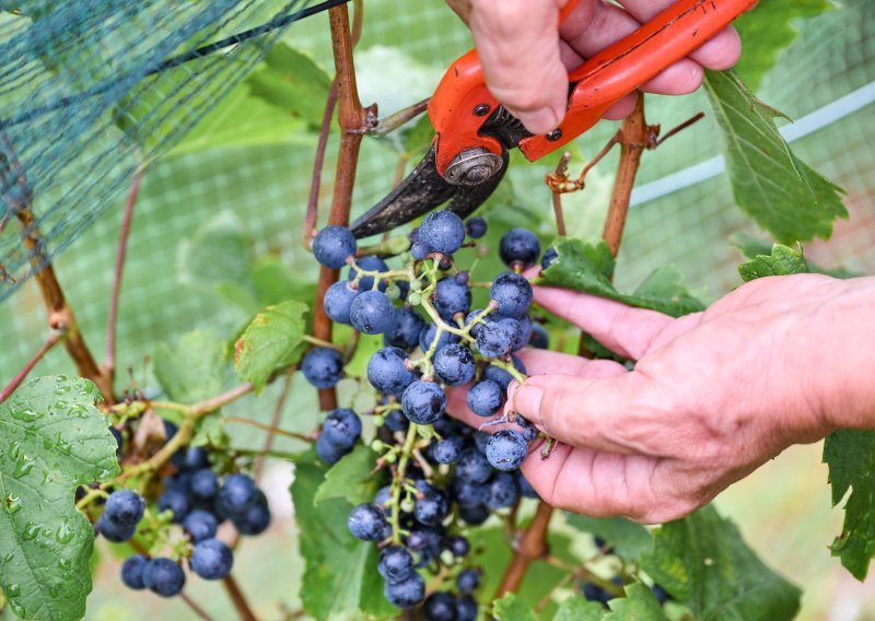 Okrećemo se proizvodnji ekoloških vina; vinari otkrili kakva im je ova godina