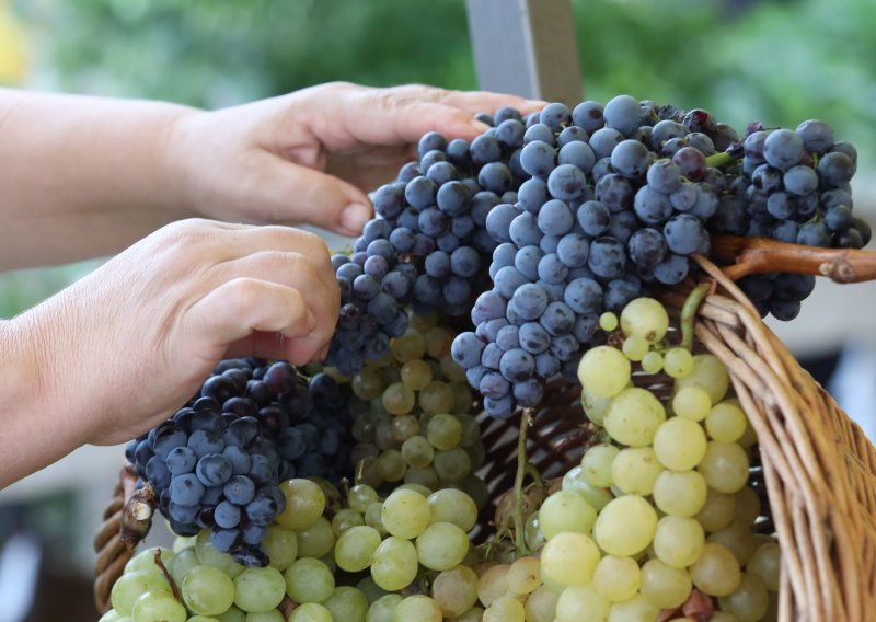 Unatoč manjim prinosima, ovogodišnja kvaliteta grožđa idealna za ekološka vina