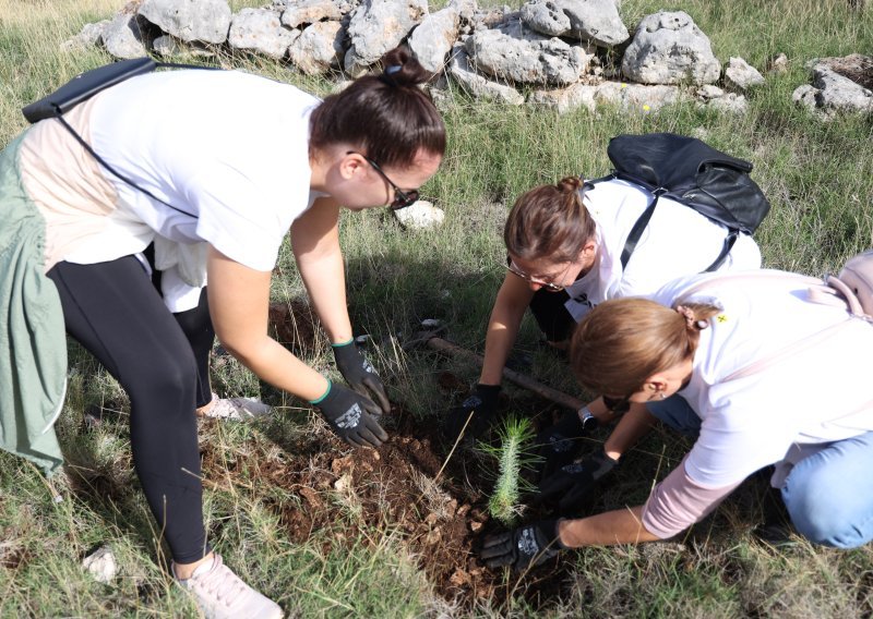 Ovaj vikend možete sudjelovati u Boranki: Ovo je lokacija akcije pošumljavanja