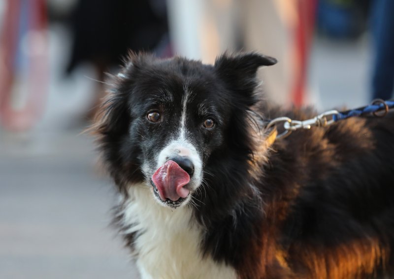 Izazivaju li klimatske promjene alergije kod kućnih ljubimaca? Evo što kažu veterinari