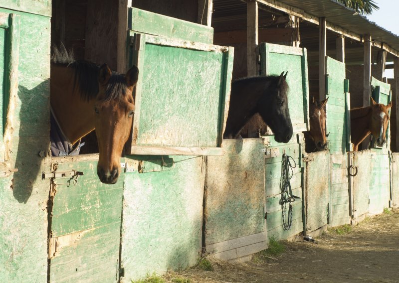 Sud zlostavljaču konja odgodio zatvor jer se 'mora brinuti za konje'