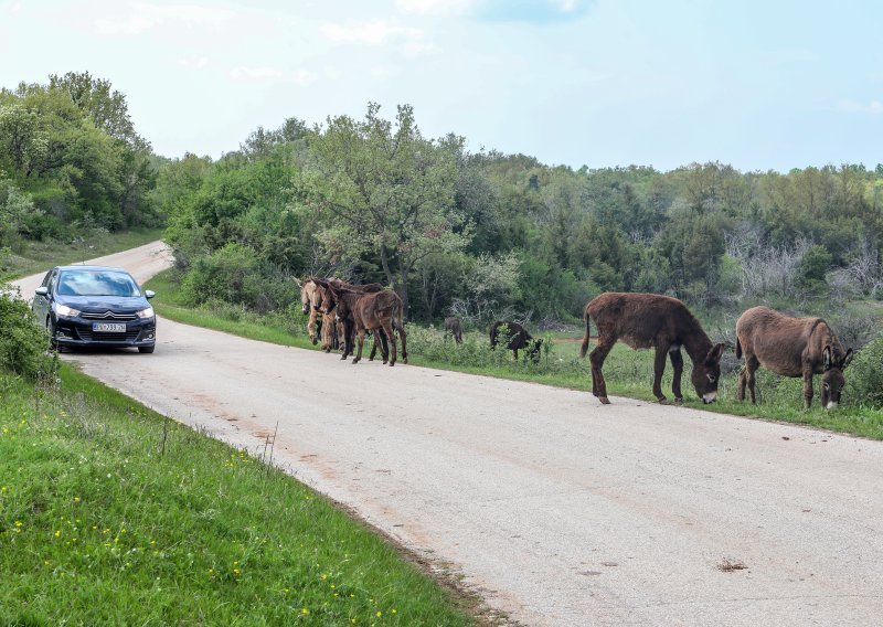 Ovaj uređaj košta tri eura, a može vam spasiti život i spriječiti štetu na autu