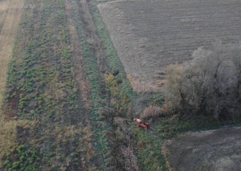 Odbjegli bikovi pored Zagreba pronađeni pomoću – dronova