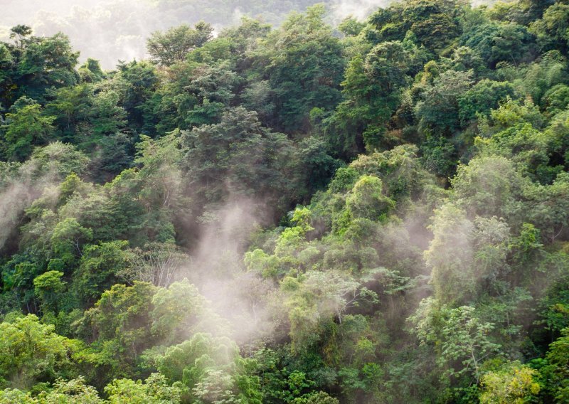 Kako usporavanje krčenja Amazone utječe na zdravlje Brazilaca? Istraživači imaju pokazatelje