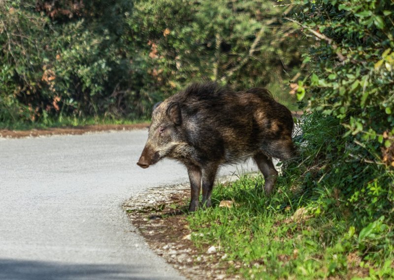 Pet naleta na divljač na prometnicama u Istri, uginule dvije divlje svinje