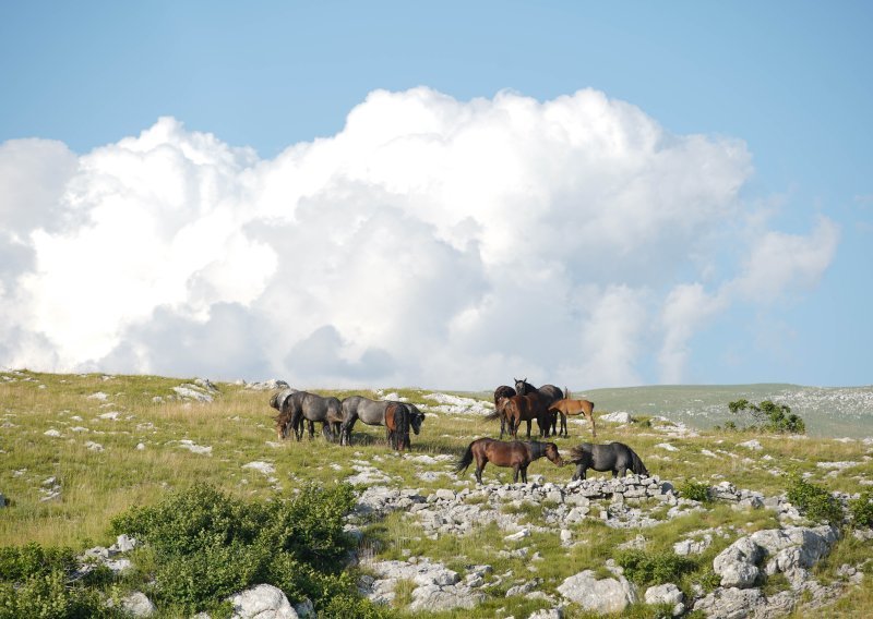 Naletjeli na divlje konje; jedna osoba poginula