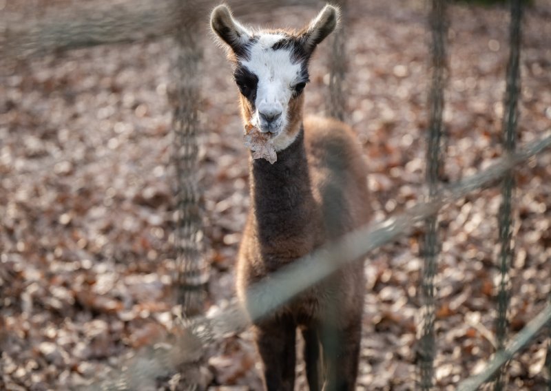 Zagrebački zoo vrt ima prinovu: Na svijet stigla beba ljama