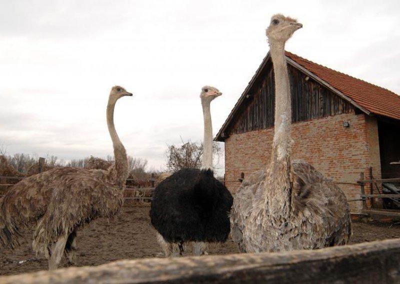 Noj istukao Slovenca koji je dragao žirafu