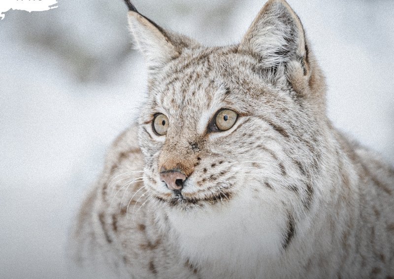 Neuobičajeni dar: WWF Adria poziva na posvajanje risa, vuka, pande ili polarnog medvjeda