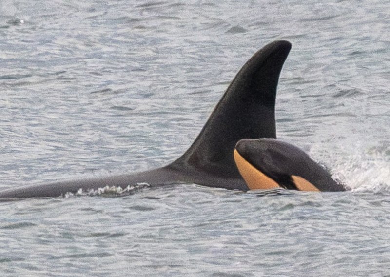 Orka koja je tjednima nosila mrtvo mladunče ponovno je postala majka. No, znanstvenici su zabrinuti