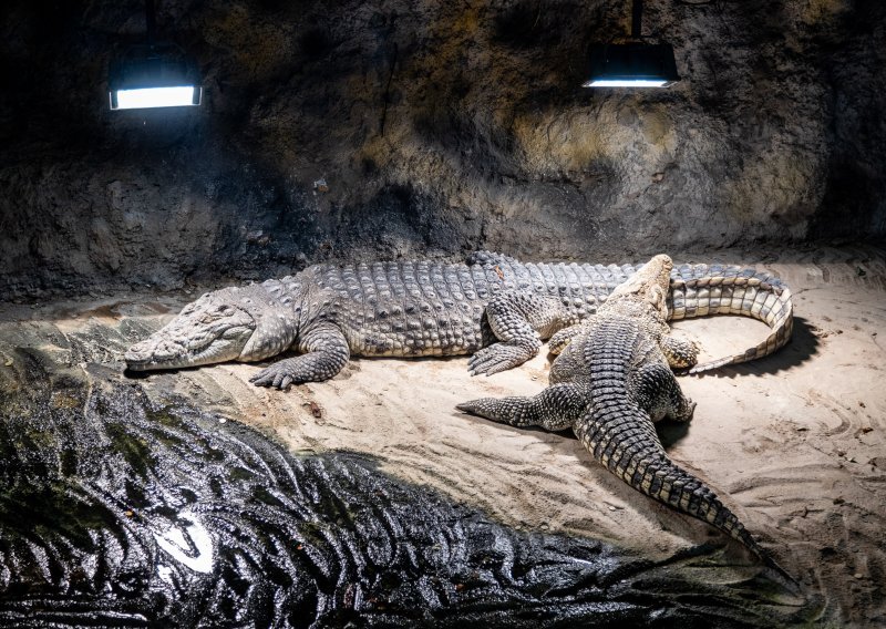 Zagrebački zoo vrt oprostio se od jednog od najstarijih stanovnika: Bio je s nama više od pola stoljeća