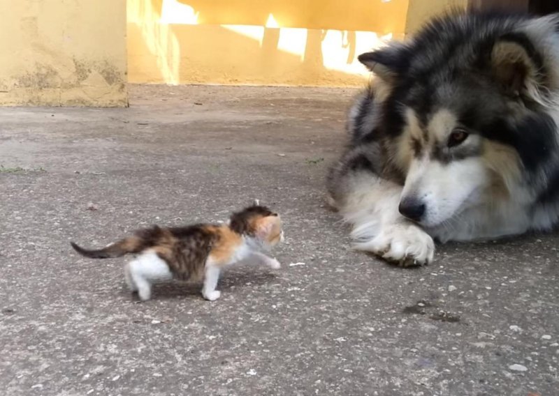 Veliki pas ne zna što bi s mačićem