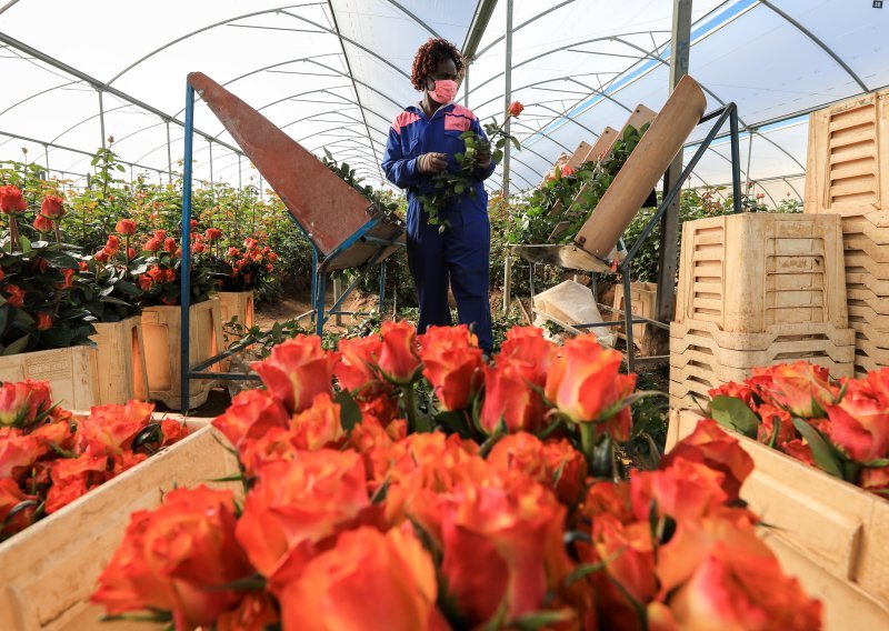 Industrija cvijeća cvjeta: Evo odakle stižu ruže za Valentinovo