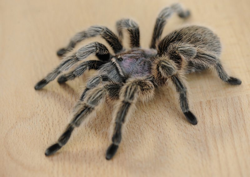 Usred leta pilota ugrizao pauk nalik tarantuli