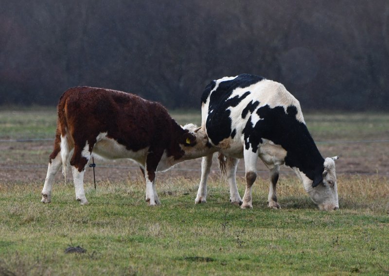 Slavonski farmeri zabrinuti zbog zaraze u Mađarskoj, reagiralo i Ministarstvo poljoprivrede