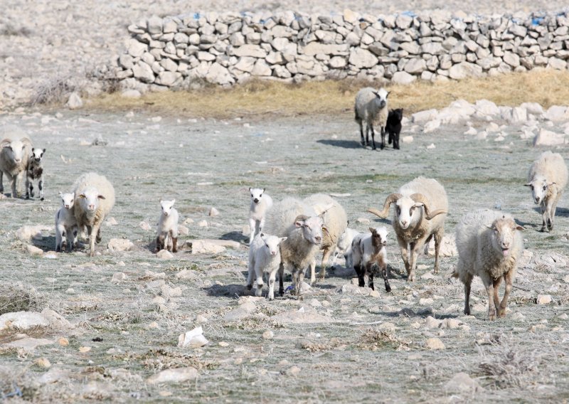 Desetak ovaca Paške sirane propalo kroz led i uginulo