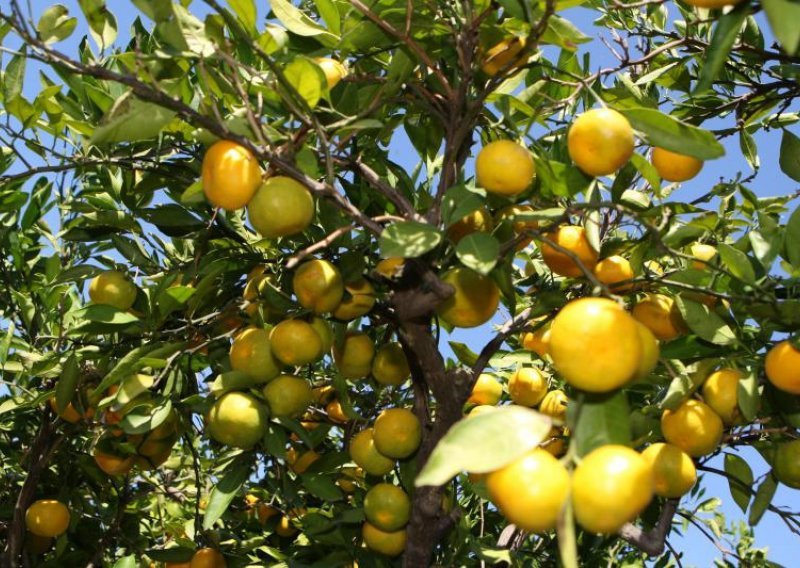 Neretvanska mandarina osvaja EU