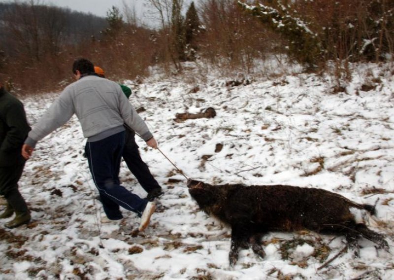 'Prišao mi je sleđa i više me puta ubo kljovama'