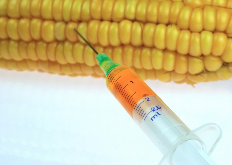 16 država članica EU glasovalo protiv GMO-a, Hrvatska suzdržana