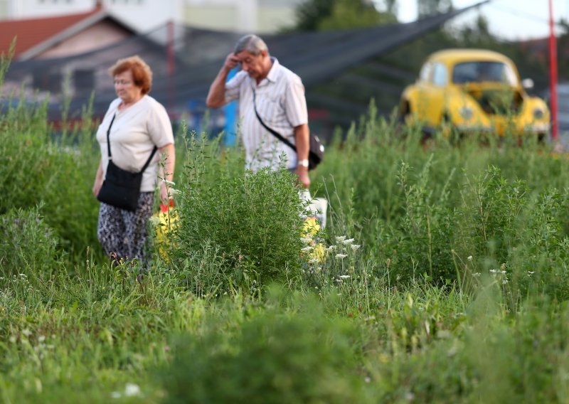 Zašto je alergija na ambroziju svake godine sve gora?