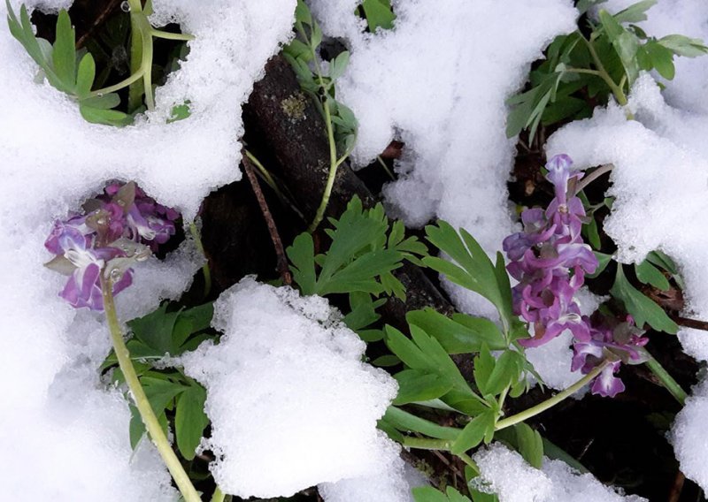 Snijeg na Sljemenu, temperature pale za 20-ak stupnjeva