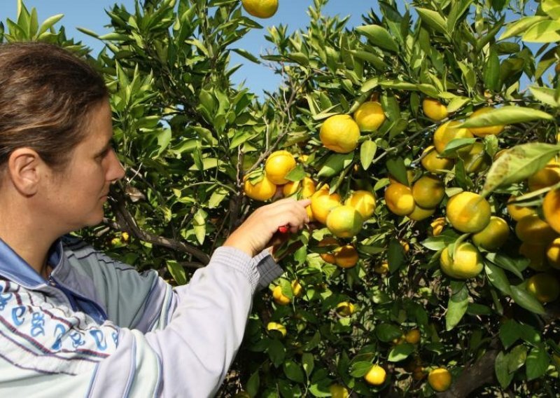 Mandarine, maraska i soparnik čekaju Europsku komisiju