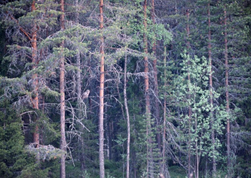 Otac tražio drvo, pa izgubio dvoje djece