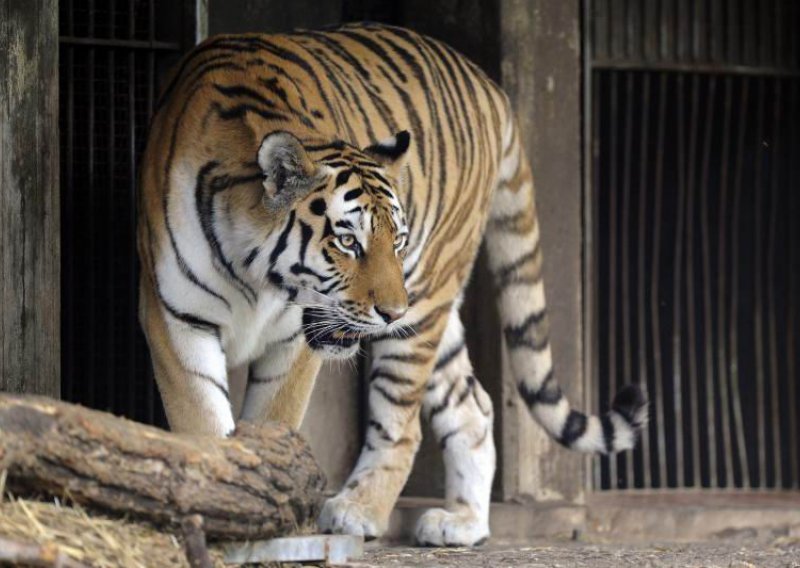 Tigar usmrtio radnicu britanskog ZOO-a