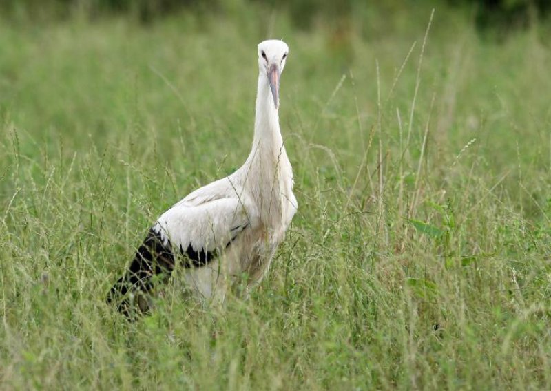 Iz zagrebačkog ZOO-a oslobođene četiri rode