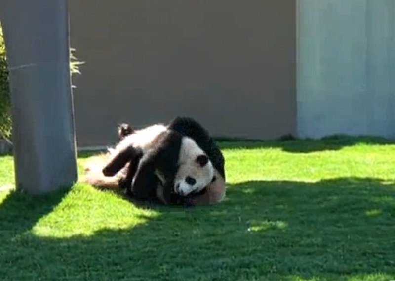 Mama panda demonstrirala hrvačke zahvate na bebi