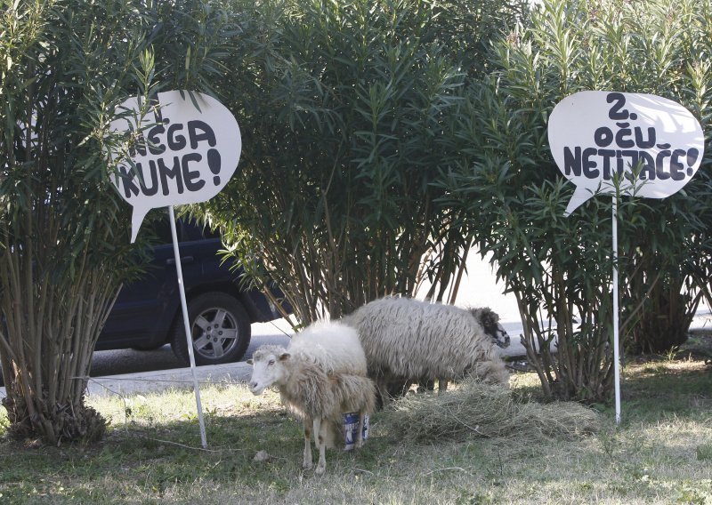 Ovce kandidati za Nadzorni odbor Hajduka