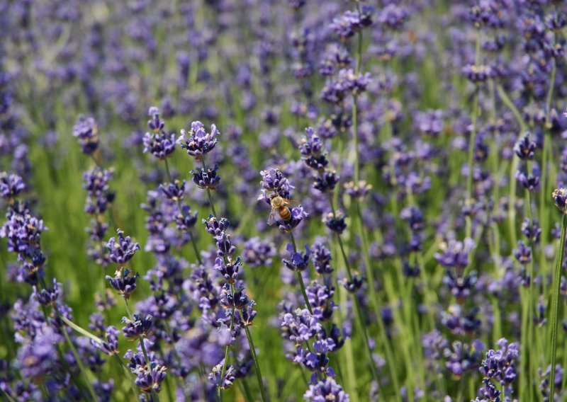 Lavanda