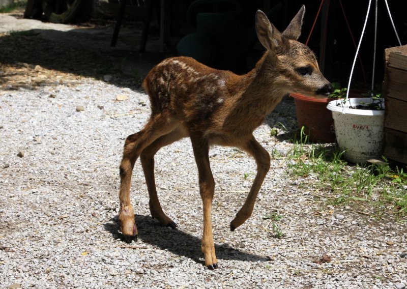 Spasili lane koje je ostalo bez obje noge