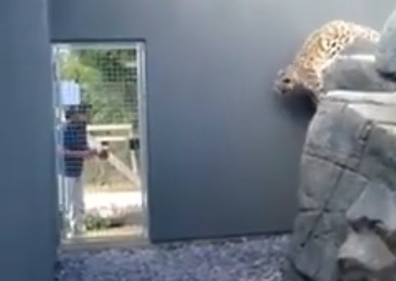 Ovaj leopard ima zanimljiv način stizanja od točke A do točke B