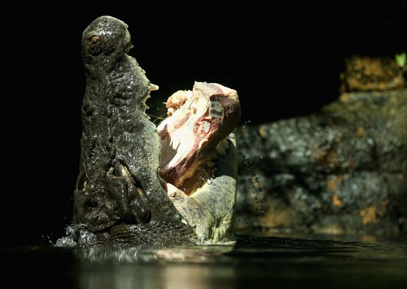 Uhvaćen krokodil od jedne tone!