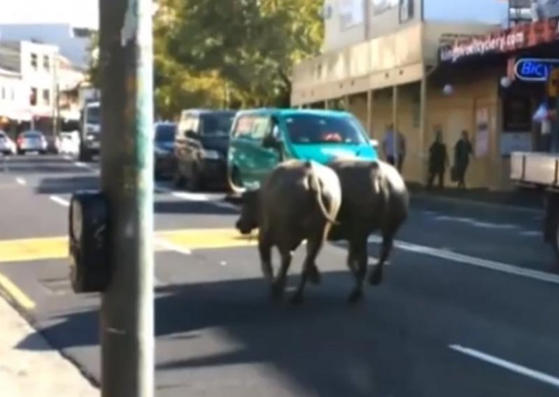 Bivoli pobjegli s posla pa bauljali Sydneyjem