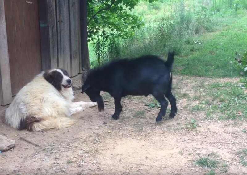 Blesavi jarac izaziva psa na dvoboj