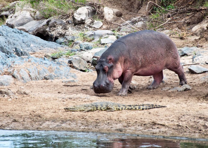 U zagrebački ZOO stigla patuljasta vodenkonjica