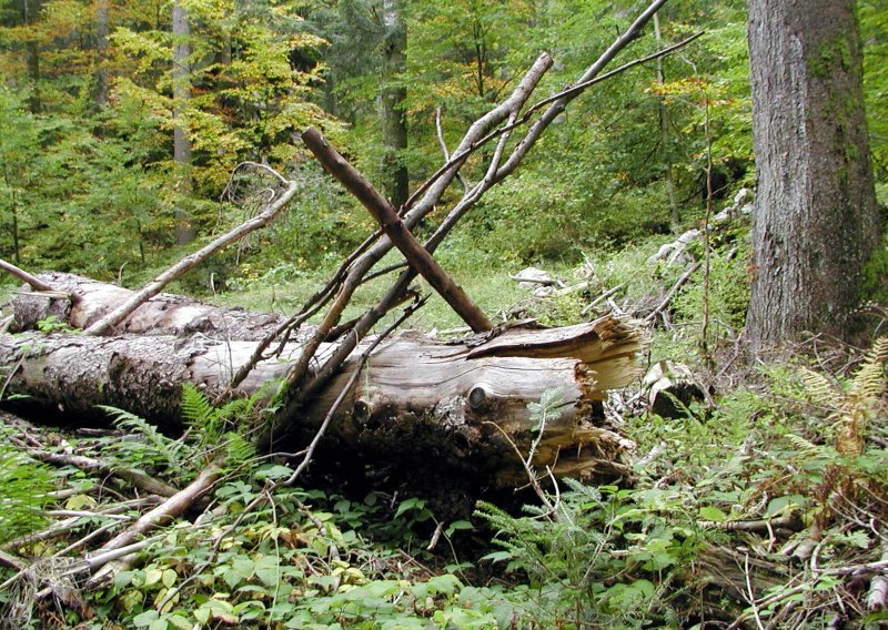 Možemo proizvesti milijun tona biogoriva godišnje