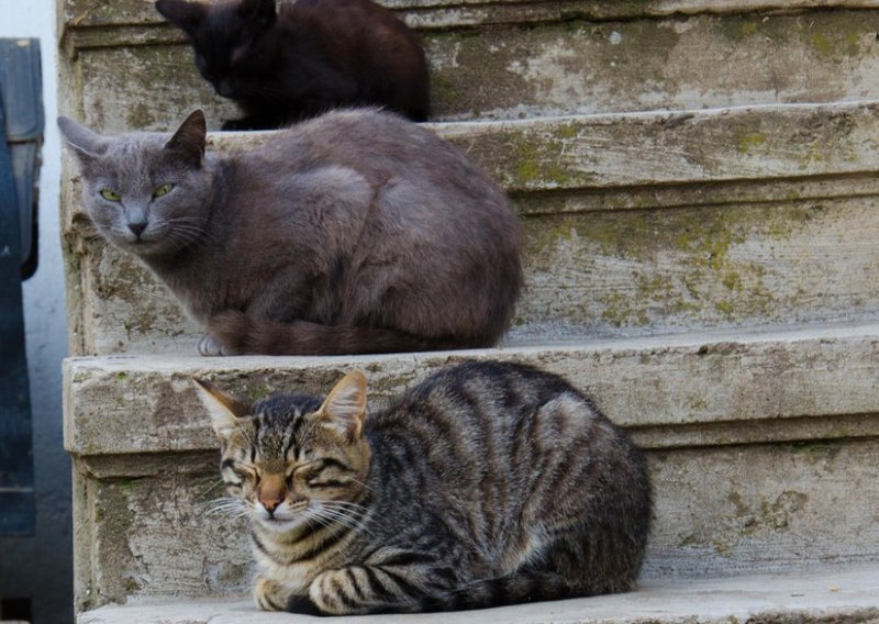 Pse smo pripitomili jer smo ih trebali, a mačke su se pripitomile same