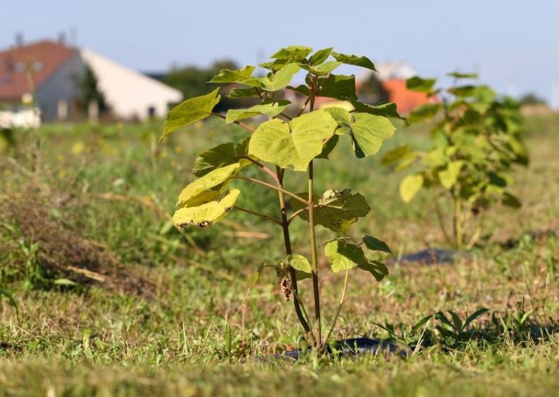 Legalizirano najmilije drvo za poduzetne Hrvate