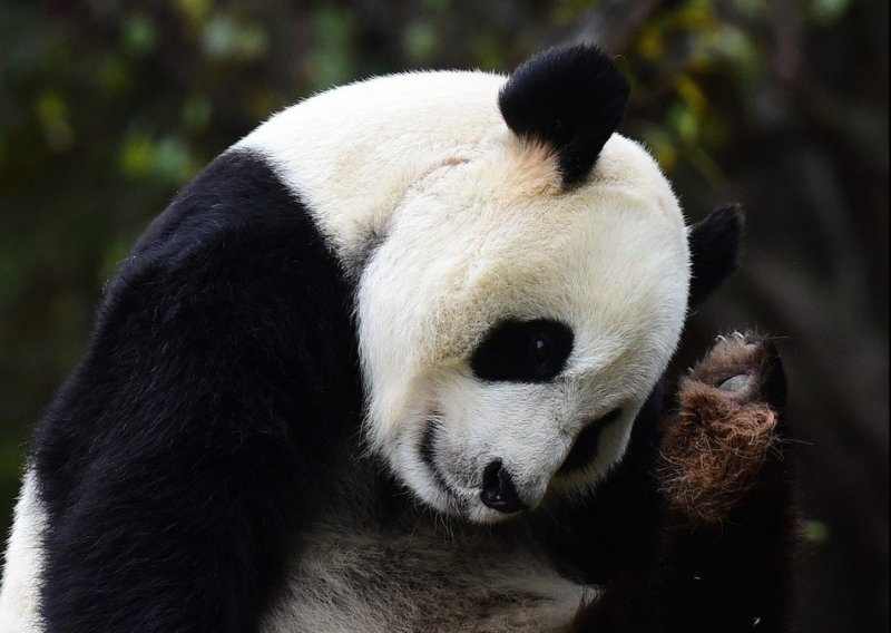 Pandu koja zbog zatočeništva hoda unatrag pokušat će izliječiti seksom